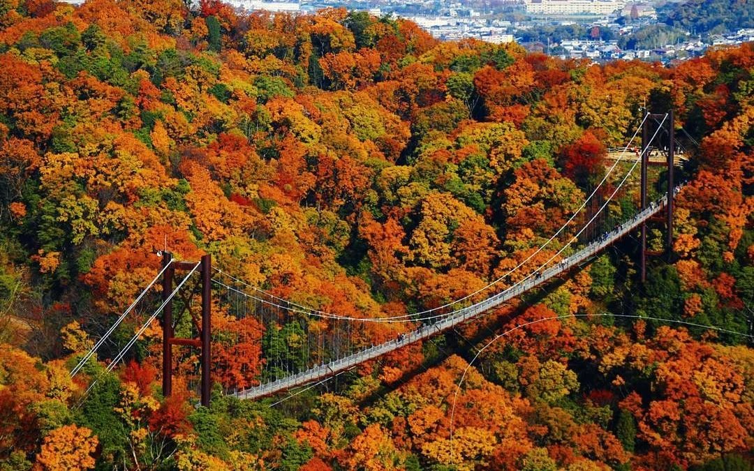 🌉 별의 그네 (호시노 부란코) 이미지 9